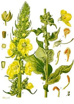 Mullein